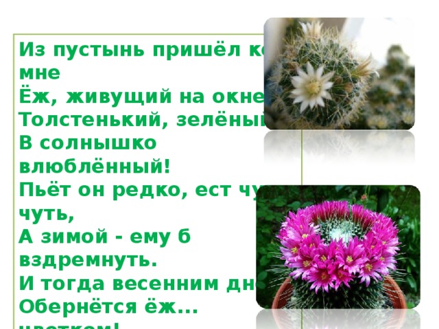 Из пустынь пришёл ко мне Ёж, живущий на окне: Толстенький, зелёный, В солнышко влюблённый! Пьёт он редко, ест чуть-чуть, А зимой - ему б вздремнуть. И тогда весенним днём Обернётся ёж... цветком!