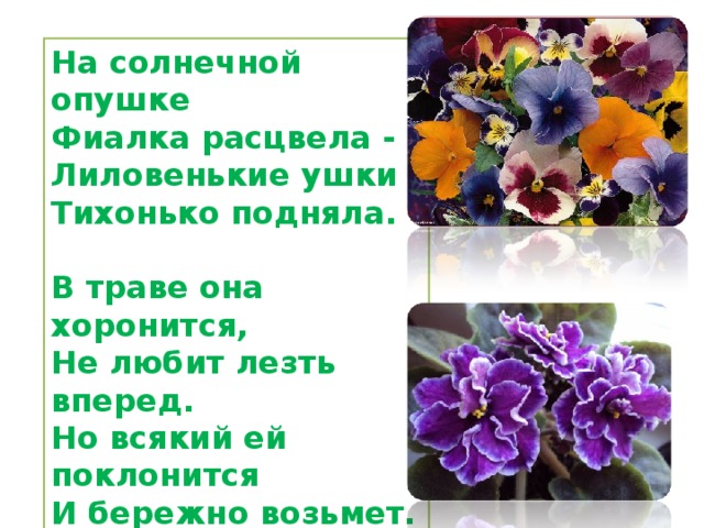 На солнечной опушке  Фиалка расцвела -  Лиловенькие ушки  Тихонько подняла.   В траве она хоронится,  Не любит лезть вперед.  Но всякий ей поклонится  И бережно возьмет.  Е. Серова