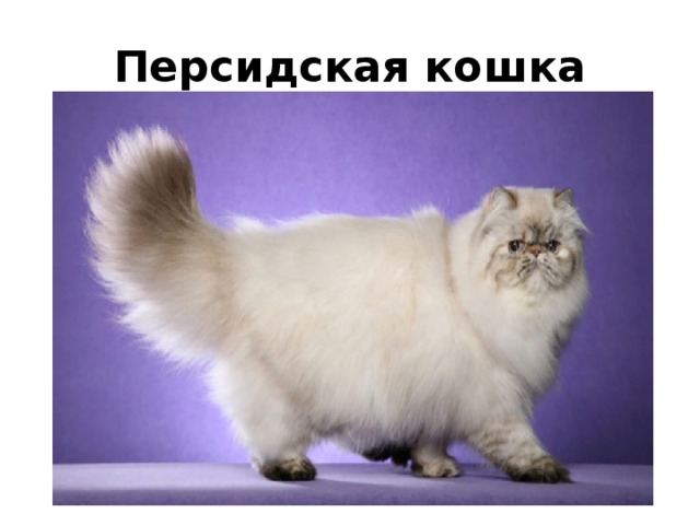 Персидская кошка