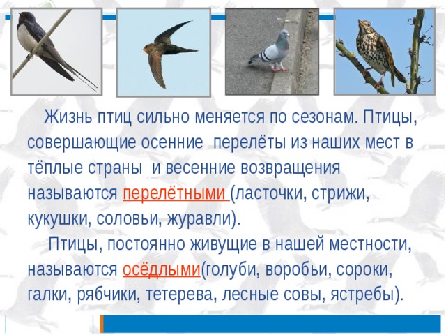 Перелеты птиц презентация