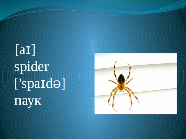 [a ɪ ]  spider ['spa ɪ də] паук  