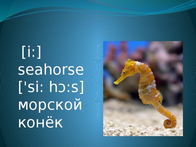 [i:] seahorse ['si: hɔ:s] морской конёк