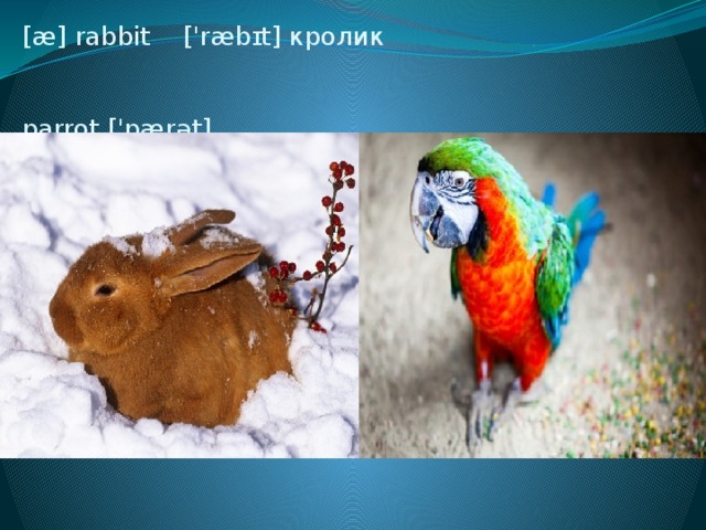 [æ] rabbit ['ræbɪt] кролик     parrot ['pærət]  попугай
