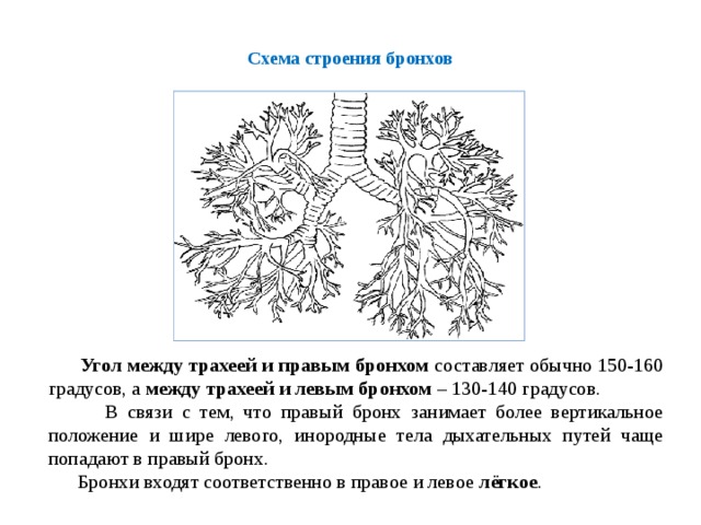 Схема строения бронхов    Угол между трахеей и правым бронхом составляет обычно 150-160 градусов, а между трахеей и левым бронхом – 130-140 градусов.  В связи с тем, что правый бронх занимает более вертикальное положение и шире левого, инородные тела дыхательных путей чаще попадают в правый бронх.  Бронхи входят соответственно в правое и левое лёгкое .