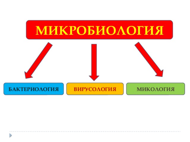 МИКРОБИОЛОГИЯ БАКТЕРИОЛОГИЯ ВИРУСОЛОГИЯ МИКОЛОГИЯ