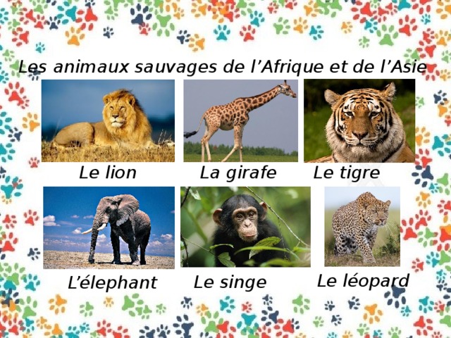 Les animaux sauvages de l’Afrique et de l’Asie Le lion La girafe Le tigre Le léopard Le singe L’élephant