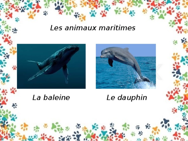 Les animaux maritimes La baleine Le dauphin