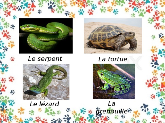 Le serpent La tortue La grenouille Le lézard
