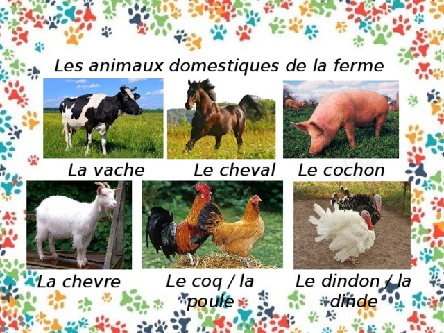 Les animaux domestiques de la ferme La vache Le cheval Le cochon Le coq / la poule Le dindon / la dinde La chevre