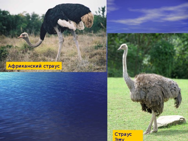 Африканский страус Страус Эму