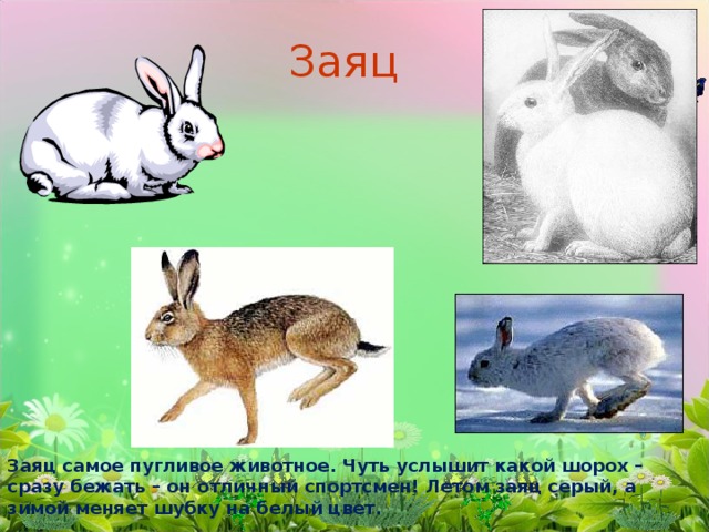 Заяц Заяц самое пугливое животное. Чуть услышит какой шорох – сразу бежать – он отличный спортсмен! Летом заяц серый, а зимой меняет шубку на белый цвет.
