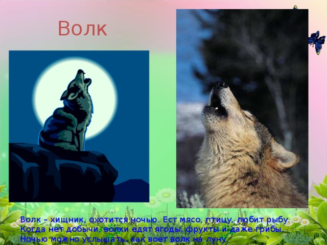 Волк Волк – хищник, охотится ночью. Ест мясо, птицу, любит рыбу. Когда нет добычи, волки едят ягоды, фрукты и даже грибы. Ночью можно услышать, как воет волк на луну.