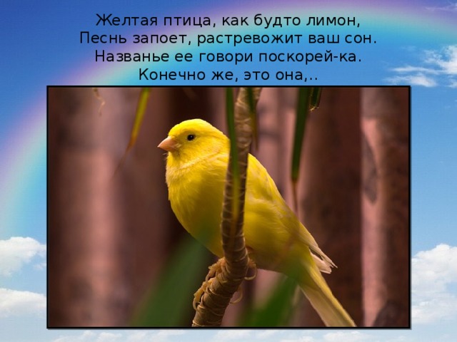 Желтая птица, как будто лимон,  Песнь запоет, растревожит ваш сон.  Названье ее говори поскорей-ка.  Конечно же, это она,..