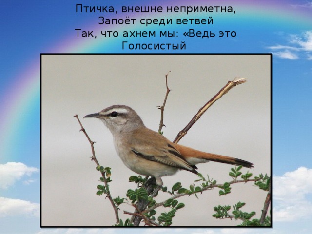 Птичка, внешне неприметна,  Запоёт среди ветвей  Так, что ахнем мы: «Ведь это  Голосистый 