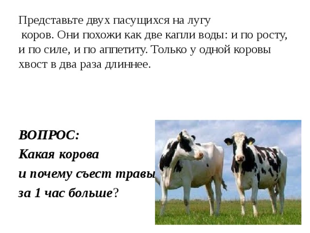 Представьте двух пасущихся на лугу  коров. Они похожи как две капли воды: и по росту, и по силе, и по аппетиту. Только у одной коровы хвост в два раза длиннее.   ВОПРОС: Какая корова и почему съест травы за 1 час больше ?