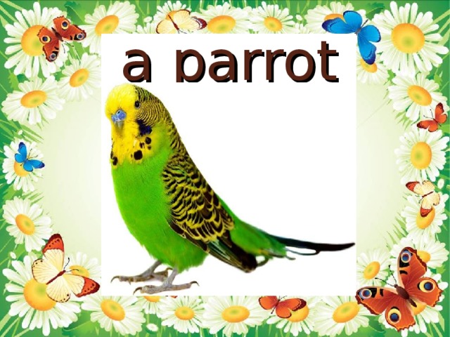 a parrot