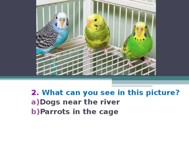 2.  What can you see in this picture? Dogs near the river Parrots in the cage