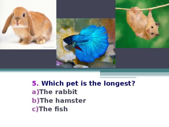 5.  Which pet is the longest?