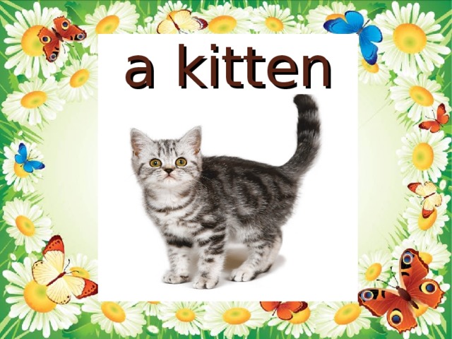 a kitten
