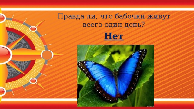 Правда ли, что бабочки живут всего один день? Нет