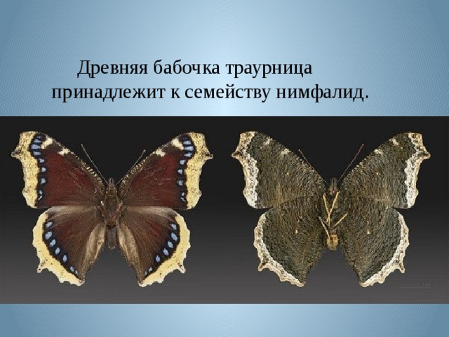 Древняя бабочка траурница принадлежит к семейству нимфалид .