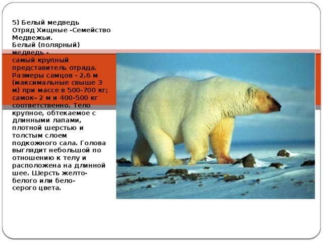 5) Белый медведь Отряд Хищные -Семейство Медвежьи. Белый (полярный) медведь - самый крупный представитель отряда. Размеры самцов - 2,6 м (максимальные свыше 3 м) при массе в 500-700 кг; самок– 2 м и 400-500 кг соответственно. Тело крупное, обтекаемое с длинными лапами, плотной шерстью и толстым слоем подкожного сала. Голова выглядит небольшой по отношению к телу и расположена на длинной шее. Шерсть желто-белого или бело- серого цвета.