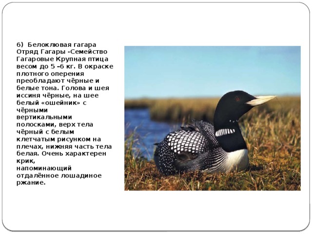 6) Белоклювая гагара Отряд Гагары -Семейство Гагаровые Крупная птица весом до 5 –6 кг. В окраске плотного оперения преобладают чёрные и белые тона. Голова и шея иссиня чёрные, на шее белый «ошейник» с чёрными вертикальными полосками, верх тела чёрный с белым клетчатым рисунком на плечах, нижняя часть тела белая. Очень характерен крик, напоминающий отдалённое лошадиное ржание.