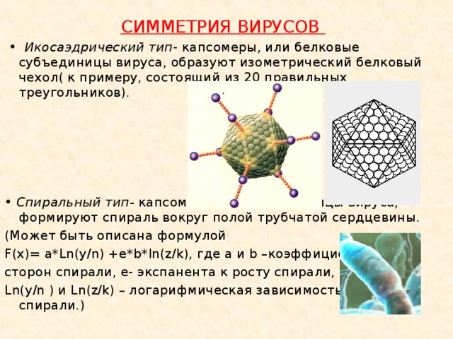 Строение и основные типы симметрии вирусов. Икосаэдрический Тип симметрии вирусов. Вирусы по типу симметрии капсида. Кубический Тип симметрии вирусов. Тип симметрии мыши