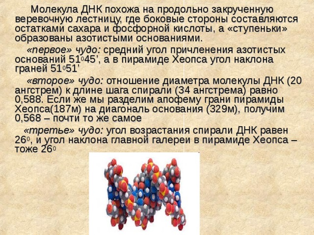 Молекула ДНК похожа на продольно закрученную веревочную лестницу, где боковые стороны составляются остатками сахара и фосфорной кислоты, а «ступеньки» образованы азотистыми основаниями.  «первое» чудо: средний угол причленения азотистых оснований 51 0 45’, а в пирамиде Хеопса угол наклона граней 51 0 51’  «второе» чудо: отношение диаметра молекулы ДНК (20 ангстрем) к длине шага спирали (34 ангстрема) равно 0,588. Если же мы разделим апофему грани пирамиды Хеопса(187м) на диагональ основания (329м), получим 0,568 – почти то же самое  «третье» чудо: угол возрастания спирали ДНК равен 26 0 , и угол наклона главной галереи в пирамиде Хеопса – тоже 26 0