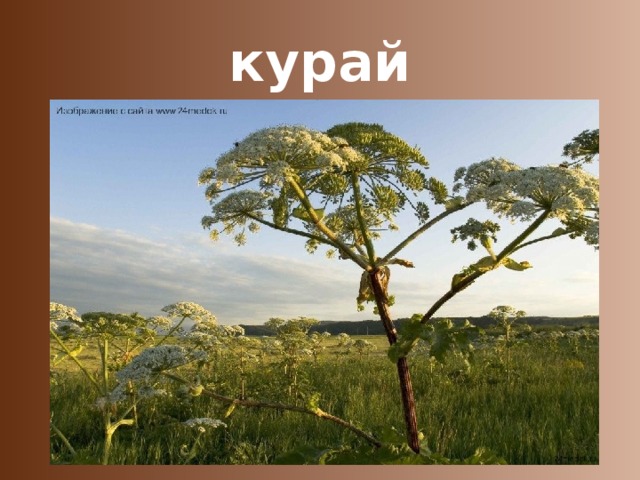 курай