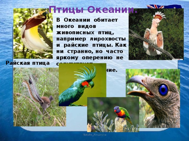 Птицы Океании. В Океании обитает много видов живописных птиц, например лирохвосты и райские птицы. Как ни странно, но часто яркому оперению не сопутствует мелодичное пение. Райская птица