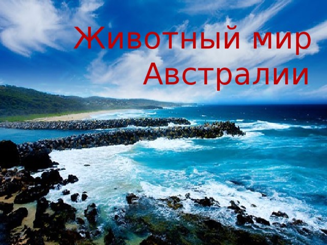 Животный мир Австралии