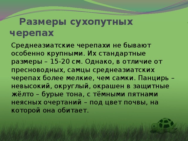 Размеры сухопутных черепах Среднеазиатские черепахи не бывают особенно крупными. Их стандартные размеры – 15-20 см. Однако, в отличие от пресноводных, самцы среднеазиатских черепах более мелкие, чем самки. Панцирь – невысокий, округлый, окрашен в защитные жёлто – бурые тона, с тёмными пятнами неясных очертаний – под цвет почвы, на которой она обитает.