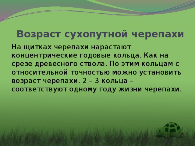 Возраст сухопутной черепахи На щитках черепахи нарастают концентрические годовые кольца. Как на срезе древесного ствола. По этим кольцам с относительной точностью можно установить возраст черепахи. 2 – 3 кольца – соответствуют одному году жизни черепахи.