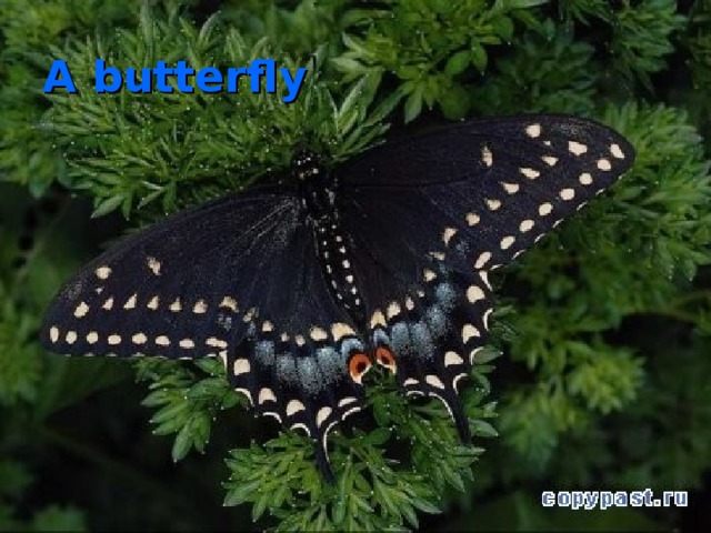 A butterfly