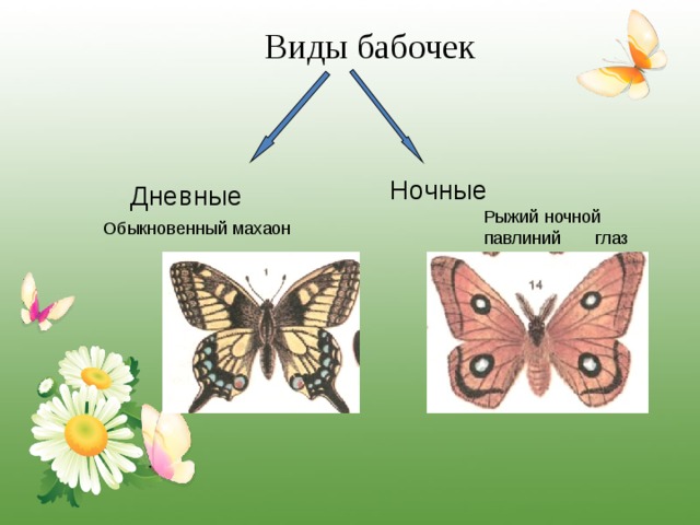 Виды бабочек Ночные  Дневные Рыжий ночной павлиний глаз Обыкновенный махаон