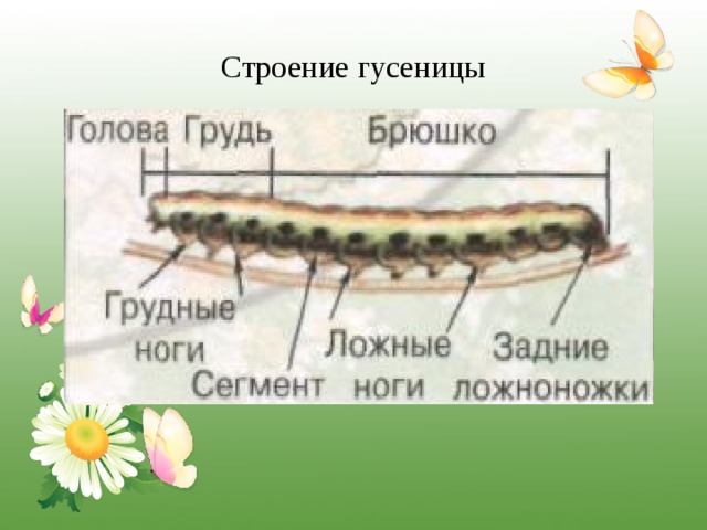 Строение гусеницы