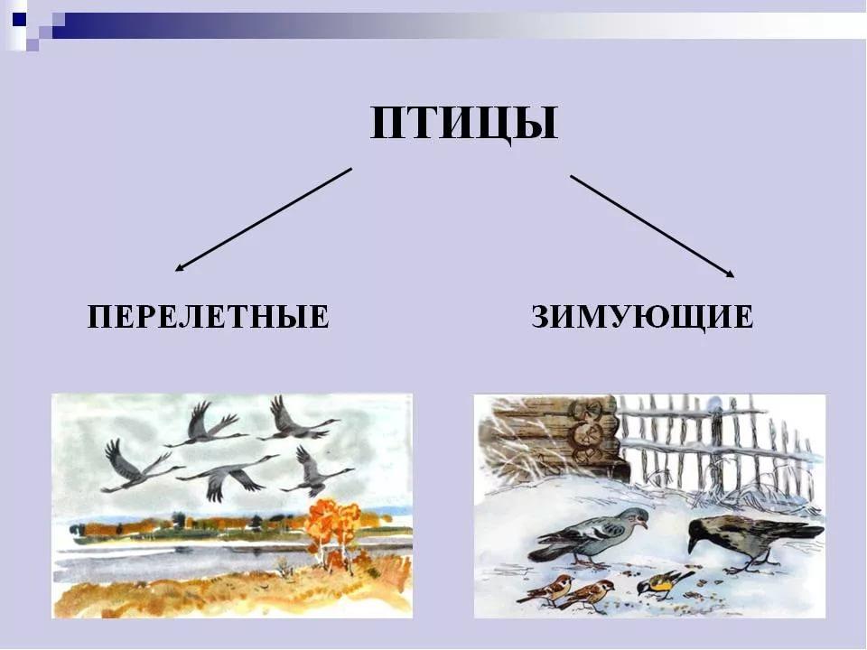 Плов из птицы технологическая карта для доу