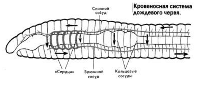 Кольцевые сосуды дождевого червя. Строение кольчатых червей. Кровеносная система дождевого червя. Строение кровеносной системы дождевого червя. Кровяная система дождевого червя.