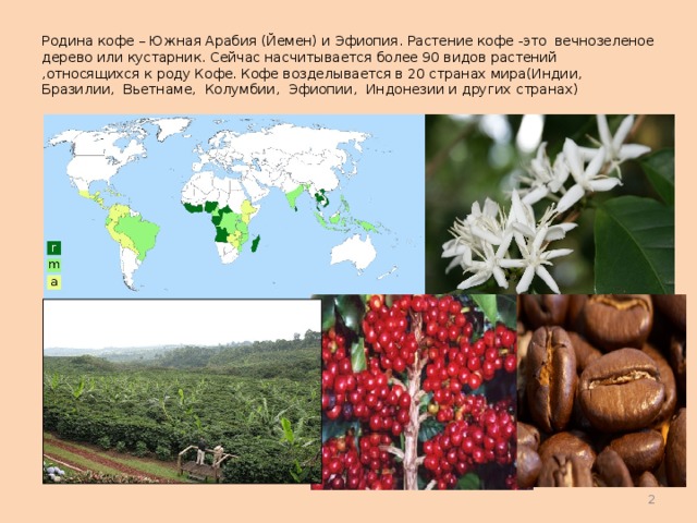 Родина кофе – Южная Арабия (Йемен) и Эфиопия. Растение кофе -это вечнозеленое дерево или кустарник. Сейчас насчитывается более 90 видов растений ,относящихся к роду Кофе. Кофе возделывается в 20 странах мира(Индии, Бразилии, Вьетнаме, Колумбии, Эфиопии, Индонезии и других странах)