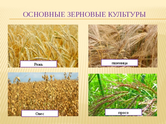 Основные зерновые культуры пшеница Рожь просо Овес