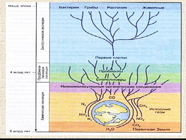 Основные этапы формирования биосферы Внимательно рассмотрим предложенную схему.