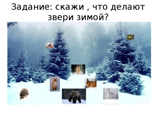 Задание: скажи , что делают звери зимой?