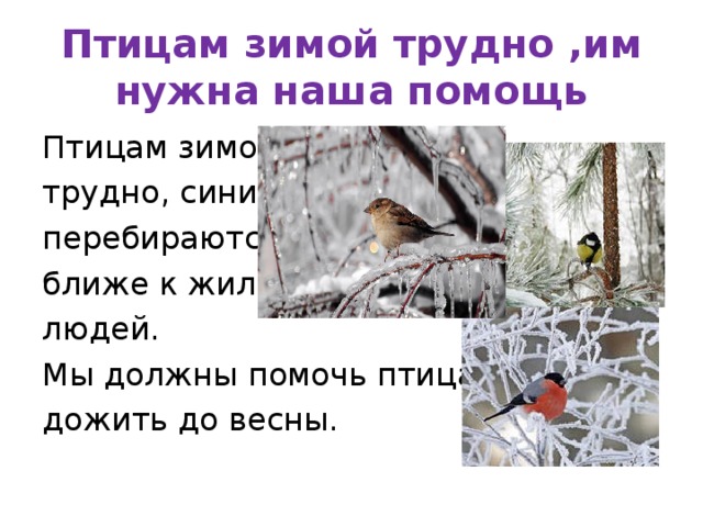 Птицам зимой трудно ,им нужна наша помощь Птицам зимой трудно, синички перебираются ближе к жилью людей. Мы должны помочь птицам дожить до весны.