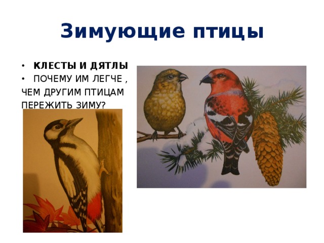 Зимующие птицы КЛЕСТЫ И ДЯТЛЫ ПОЧЕМУ ИМ ЛЕГЧЕ , ЧЕМ ДРУГИМ ПТИЦАМ ПЕРЕЖИТЬ ЗИМУ?