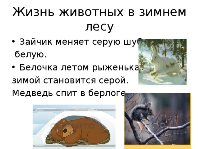 Жизнь животных в зимнем лесу Зайчик меняет серую шубку на  белую. Белочка летом рыженькая , а зимой становится серой. Медведь спит в берлоге.