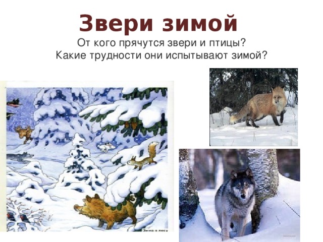 Звери зимой   От кого прячутся звери и птицы?  Какие трудности они испытывают зимой?