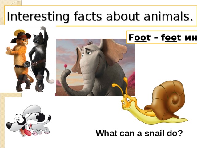 Interesting facts about animals. F oo t – f ee t мн.ч What can a snail do?