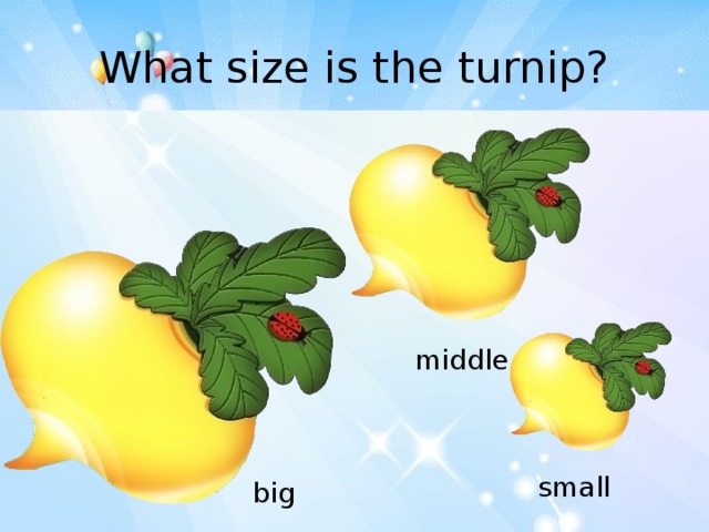 What size is the turnip? Активизировать в речи слова «большой – средний - маленький» middle small big