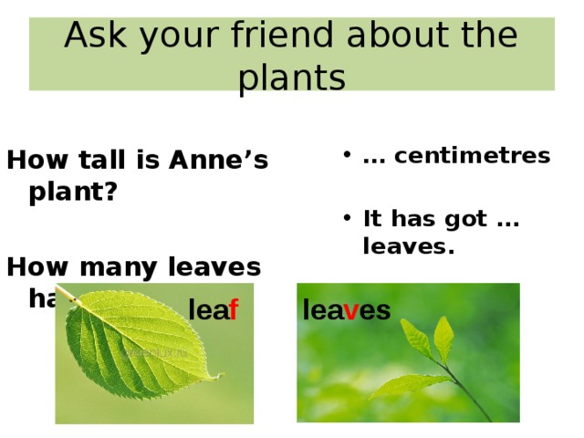 Ask your friend about the plants How tall is Anne’s plant?  How many leaves has it got? … centimetres  It has got … leaves.  lea f lea v es